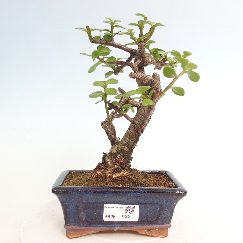 Szoba bonsai - Portulakaria Afra - Tlustice