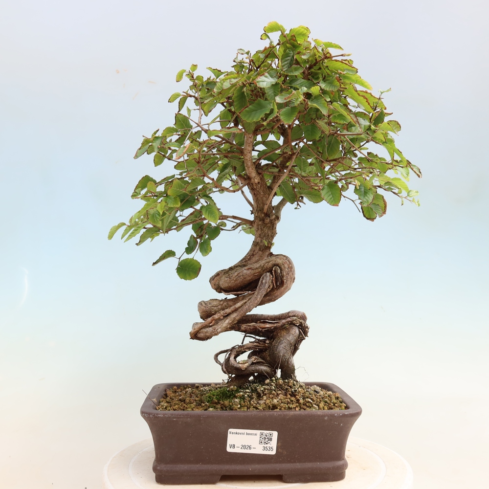 Kültéri bonsai -Carpinus CARPINOIDES - Koreai gyertyánfa