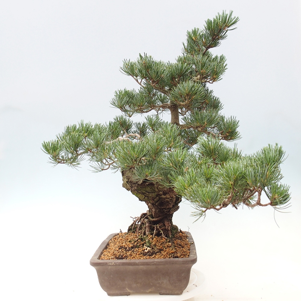 Kültéri bonsai - Pinus parviflora - Pinus parviflora