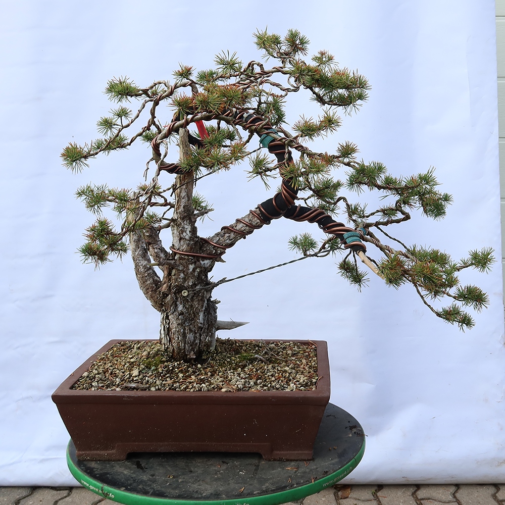 Pinus sylvestris Spanyolország – erdei fenyő
