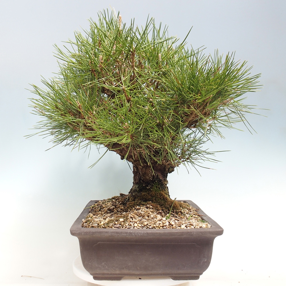 Kültéri bonsai - Pinus thunbergii - Thunberg fenyő