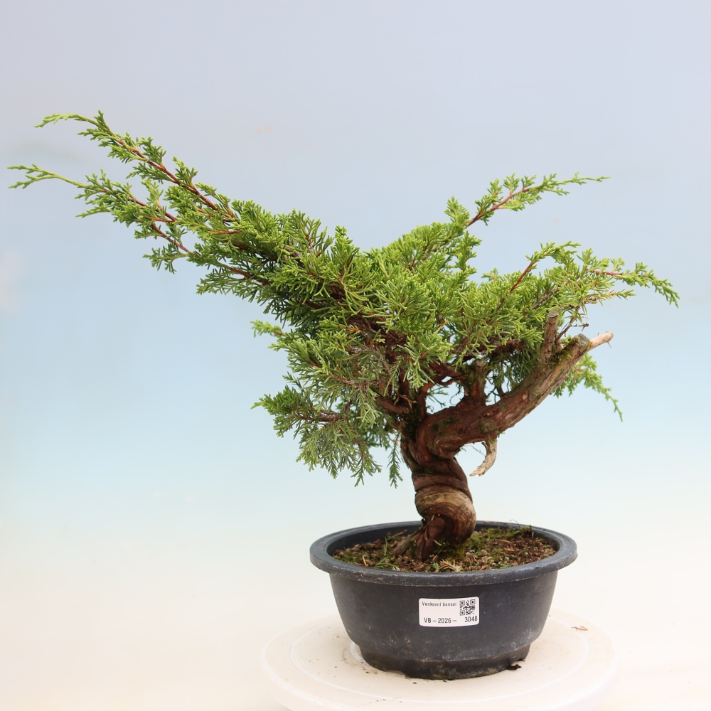 Kültéri bonsai - Juniperus chinensis Itoigawa-Juniperus chinensis