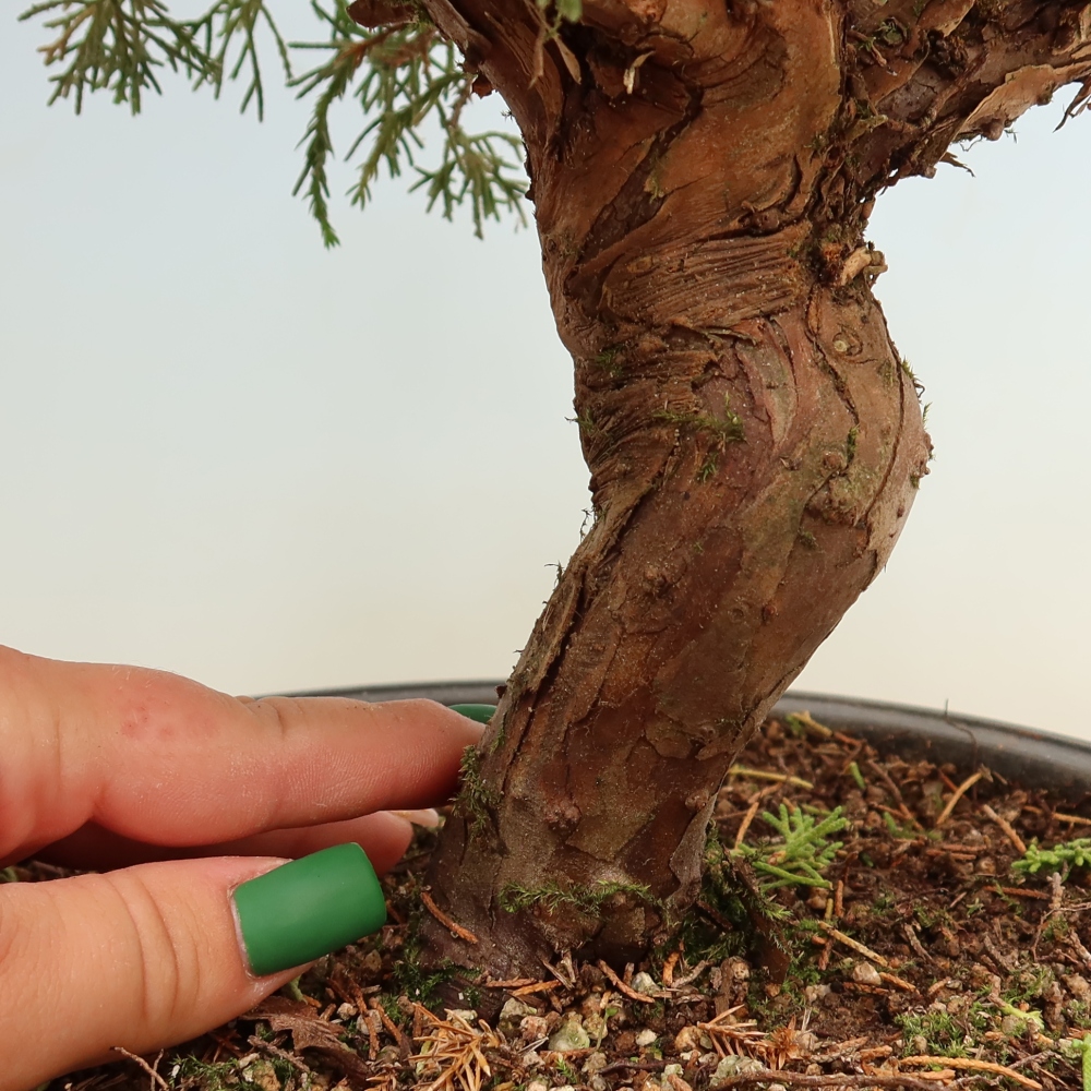 Kültéri bonsai - Juniperus chinensis Itoigawa-Juniperus chinensis