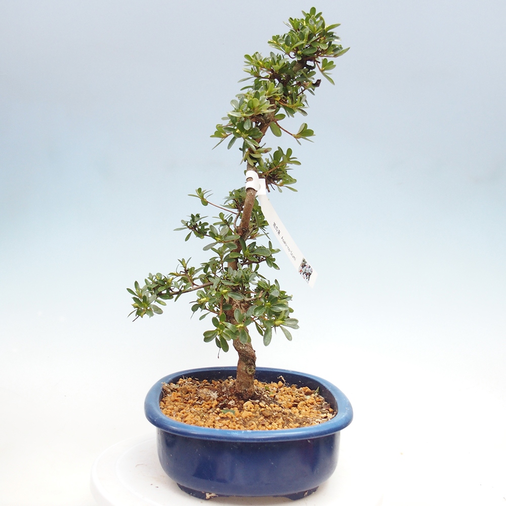 Kültéri bonsai - Japán azálea - Azálea Asahi-no-izumi
