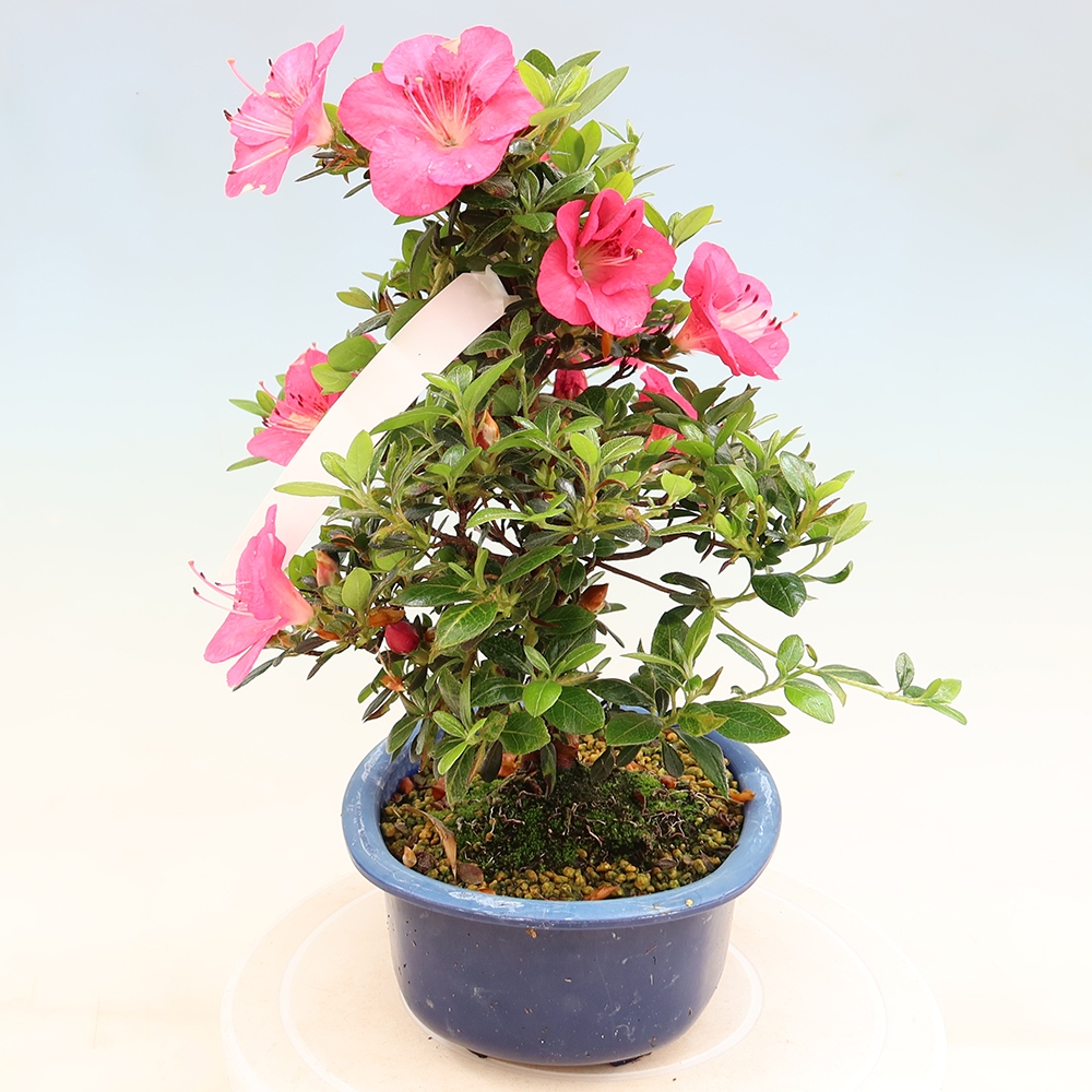 Kültéri bonsai - Japán azálea - Azalea Kobai