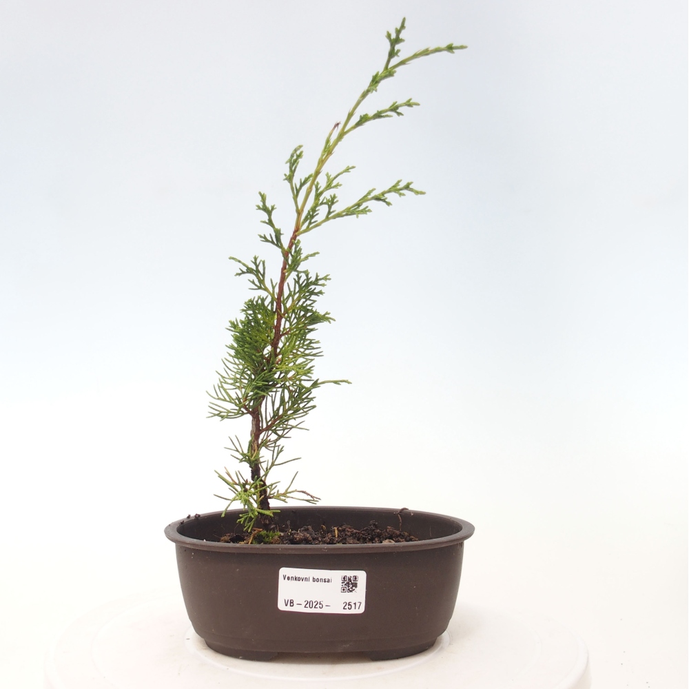 Kültéri bonsai - Juniperus chinensis Itoigawa