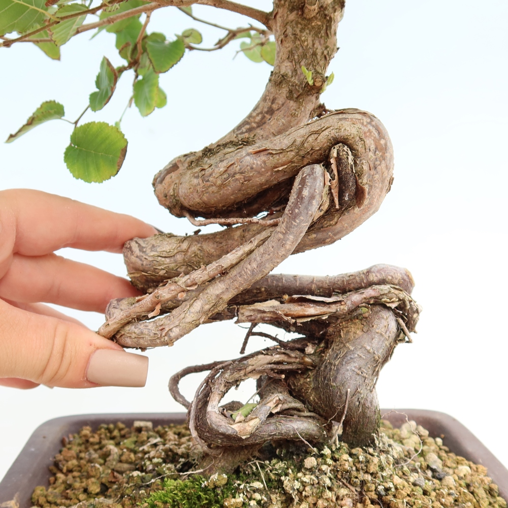 Kültéri bonsai -Carpinus CARPINOIDES - Koreai gyertyánfa