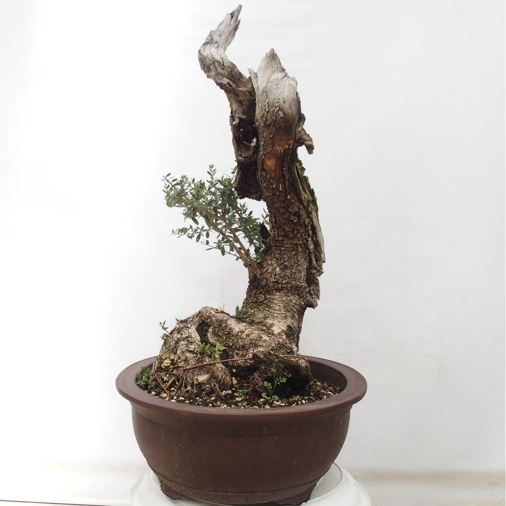 Beltéri bonsai - Olea europaea sylvestris