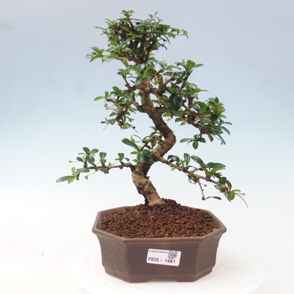 Szobai bonsai - Carmona macrophylla - Tea fuki