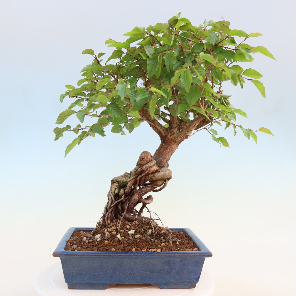 Kültéri bonsai -Carpinus Coreana - Koreai gyertyánfa