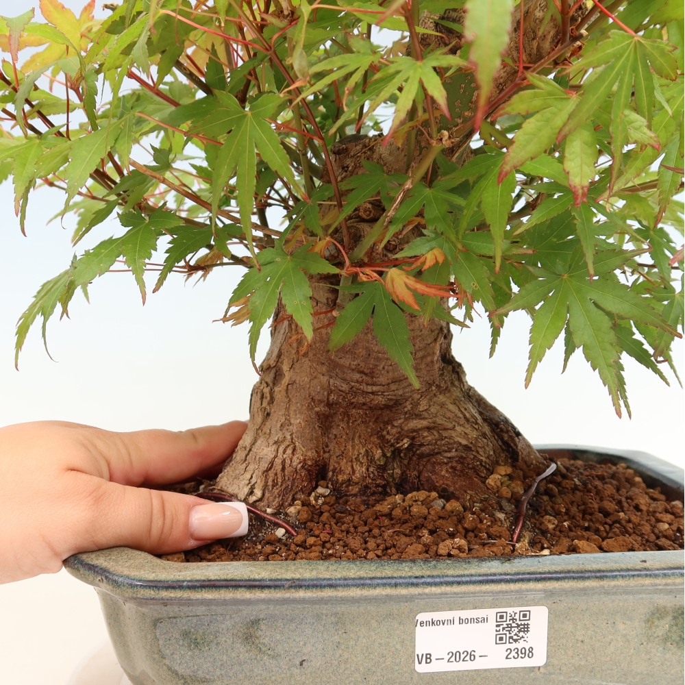 Kültéri bonsai - Juhar Burger - Acer Burgerianum