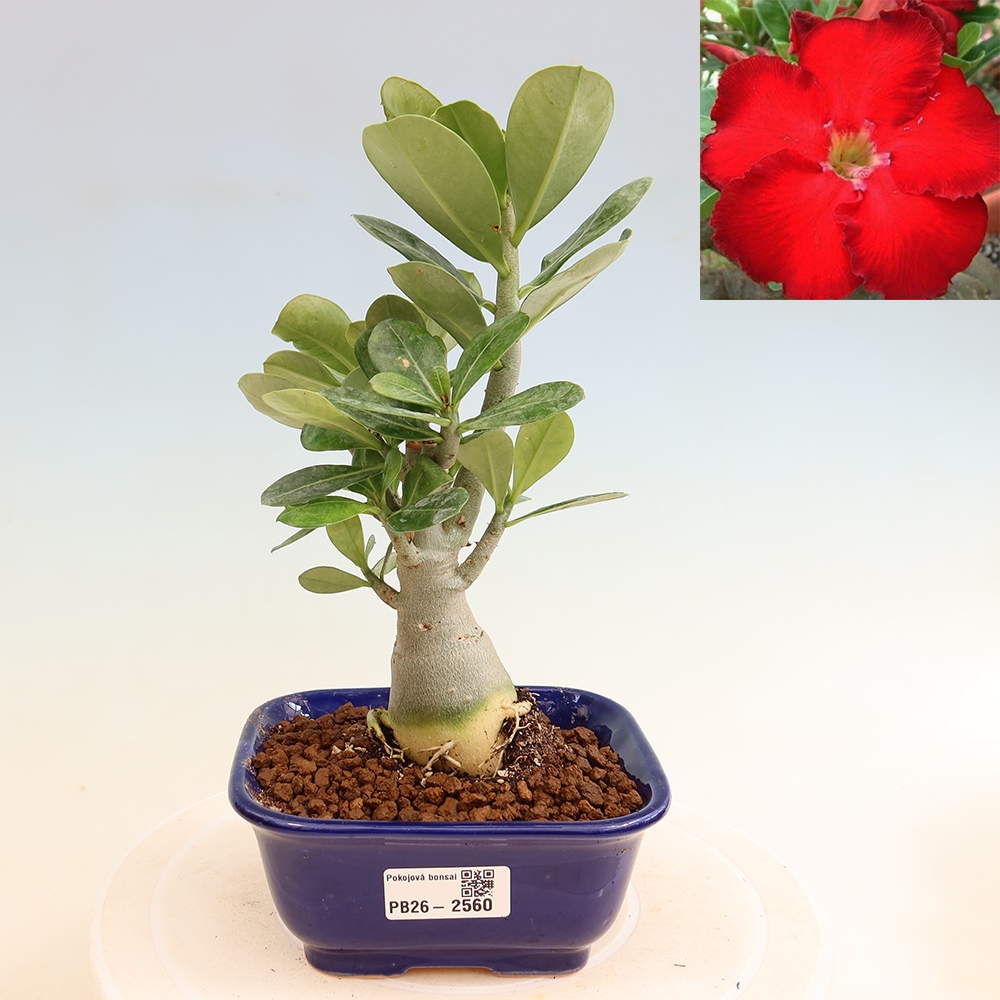 Szobabonsai – Adenium obesum Red Star – Sivatagi rózsa