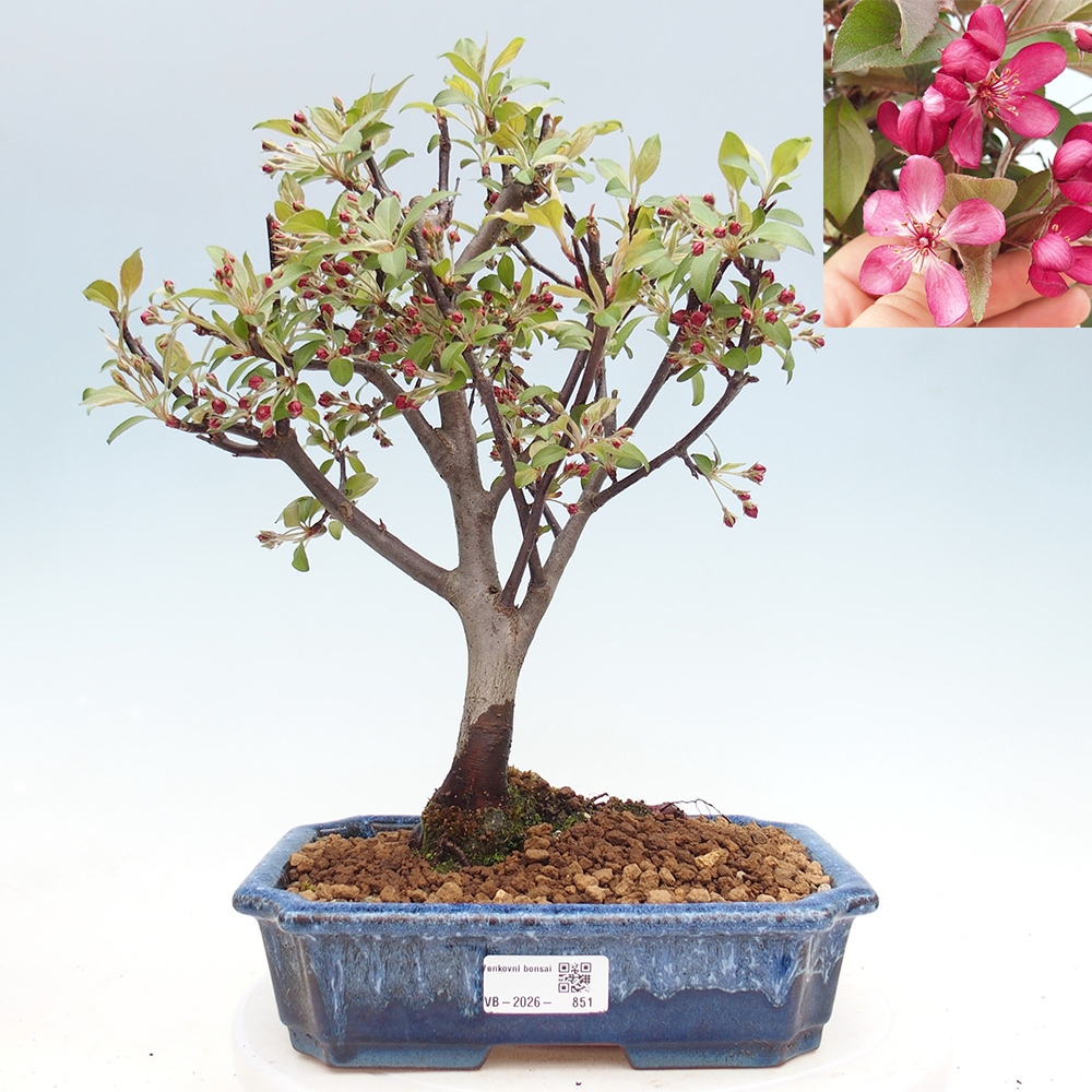 Kültéri bonsai -Malus domestica - Kis gyümölcsű piros levelű almafa