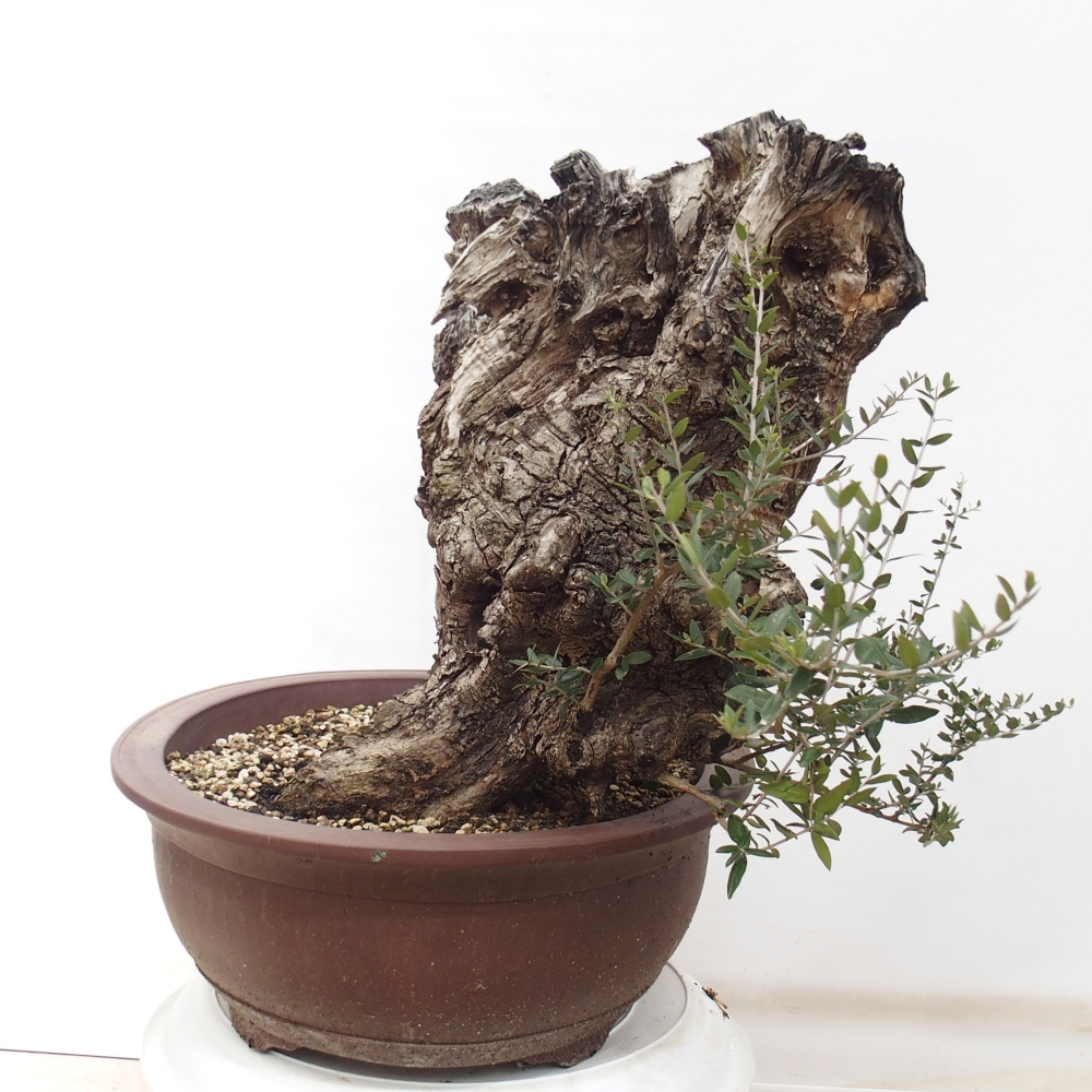 Beltéri bonsai - Olea europaea sylvestris