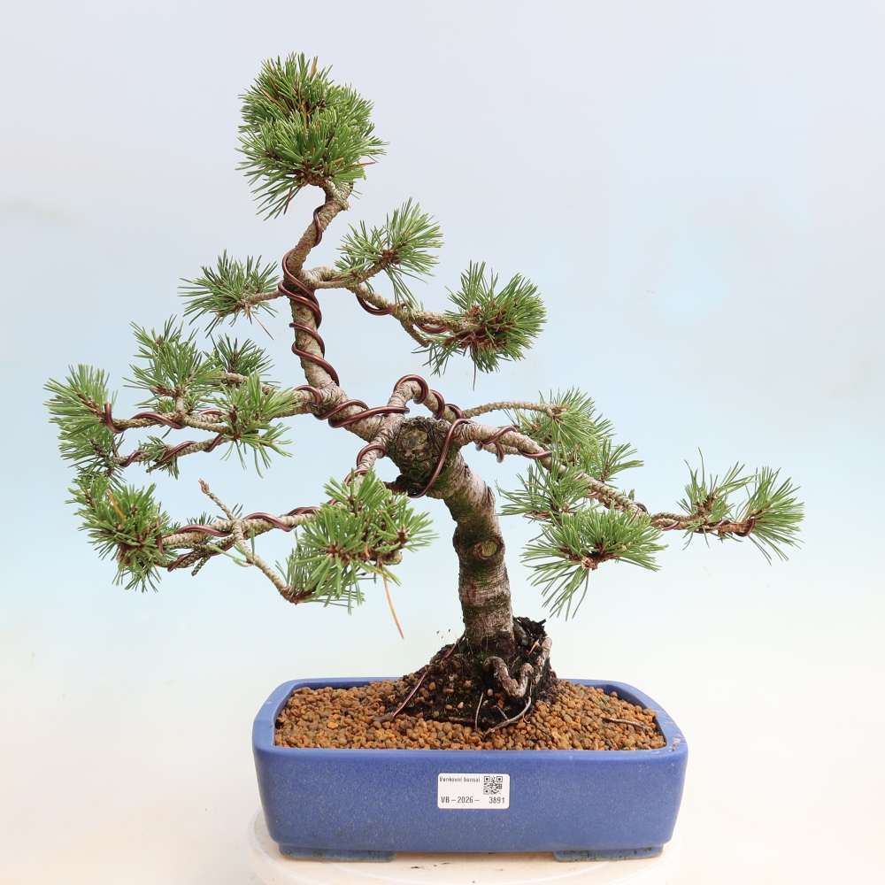 Kültéri bonsai – Pinus mugo Humpy – Törpefenyő