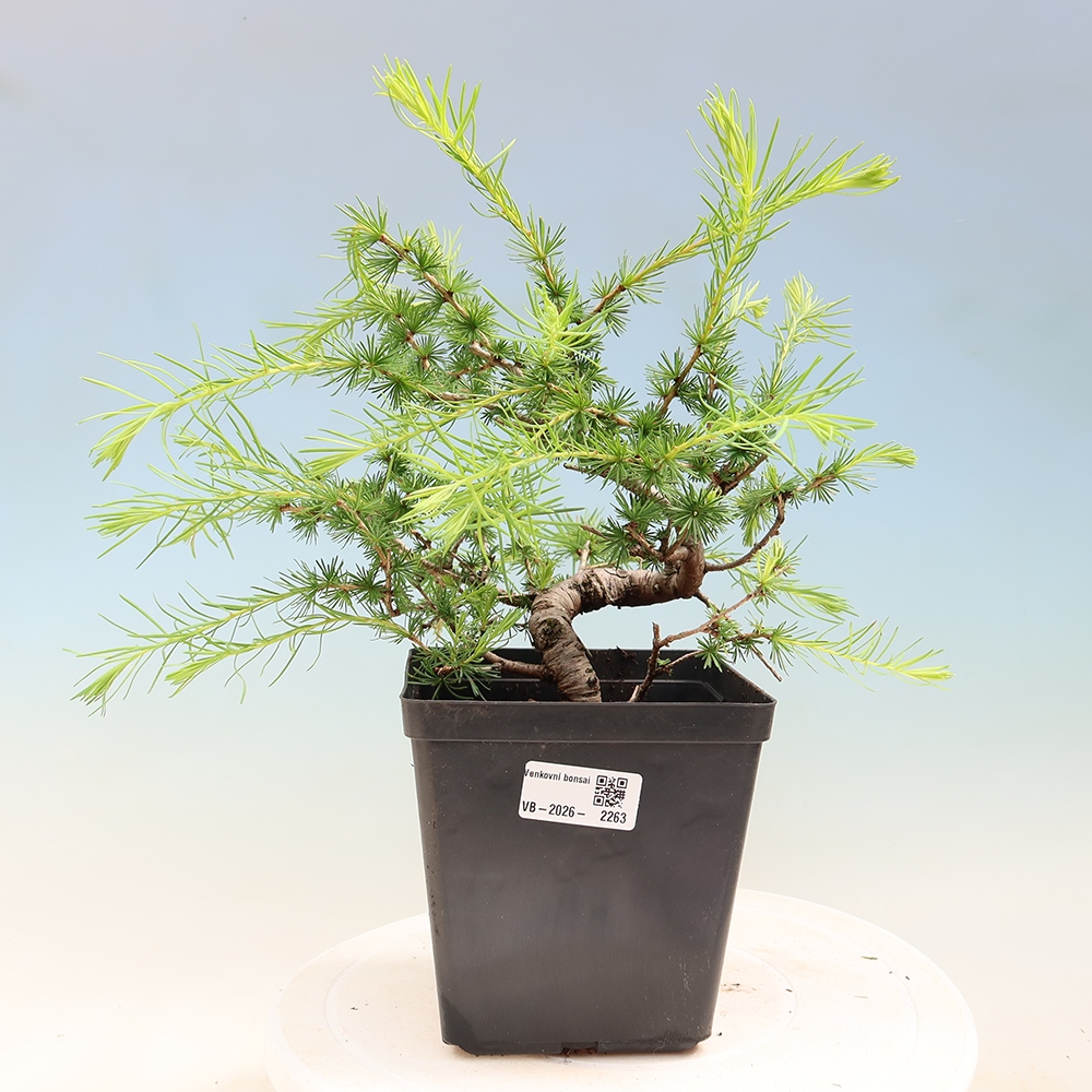 Kültéri bonsai - Larix decidua - vörösfenyő