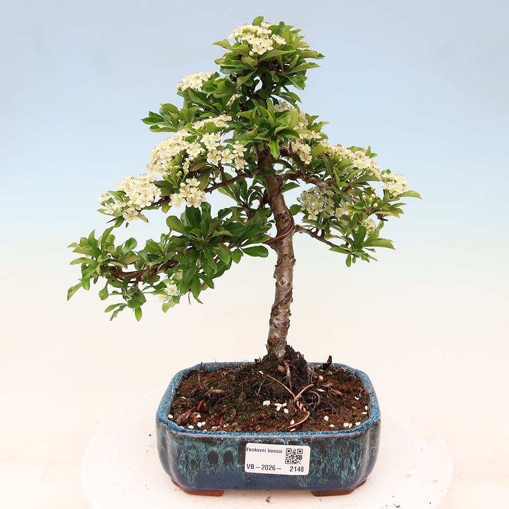 Kültéri bonsai – Pyracantha teton – Skarlátvörös tűzcserje