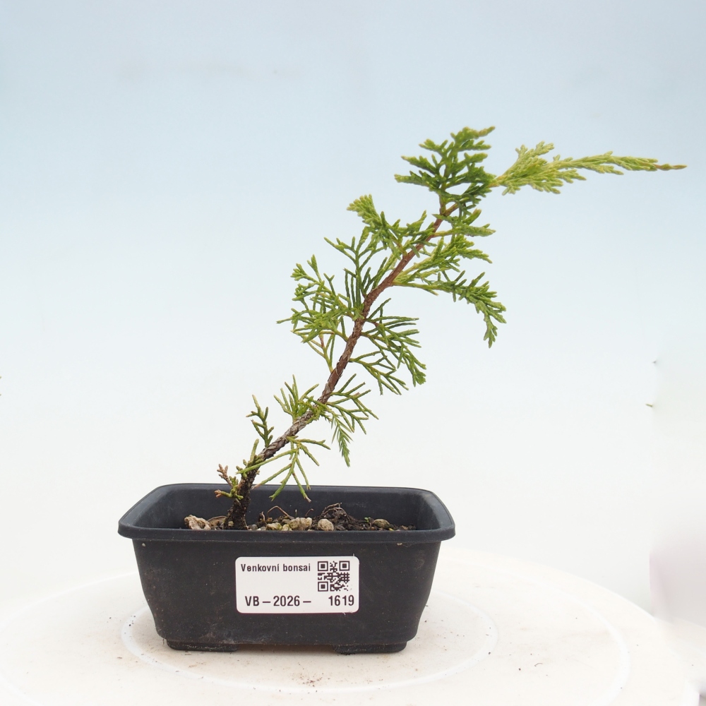 Kültéri bonsai - Juniperus chinensis Itoigawa
