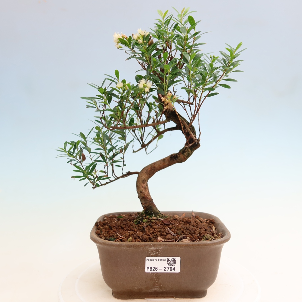 Szobai bonsai - Syzygium - Pimento