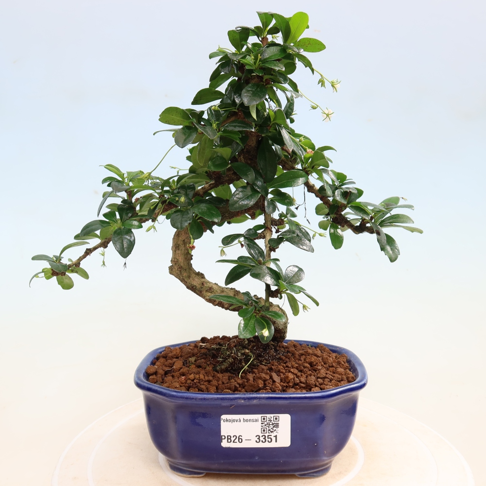 Szobai bonsai - Carmona macrophylla - Tea fuki