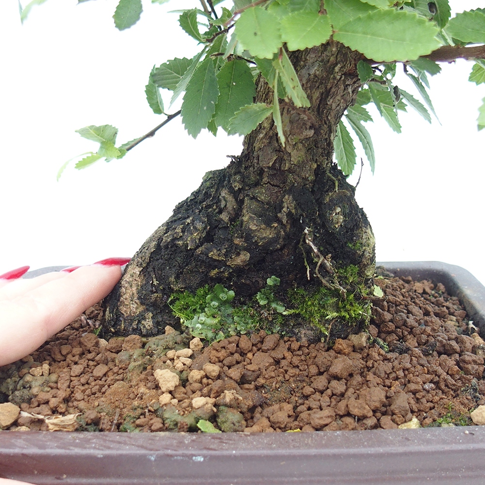 Kültéri bonsai - Zelkova - Zelkova NIRE
