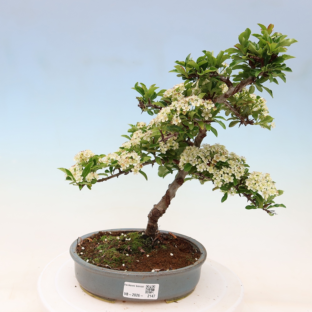 Kültéri bonsai – Pyracantha teton – Vörös tűszem