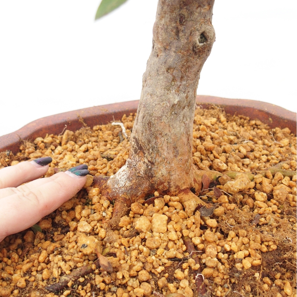 Kültéri bonsai - Japán azálea - Azalea Hanatsuzuri