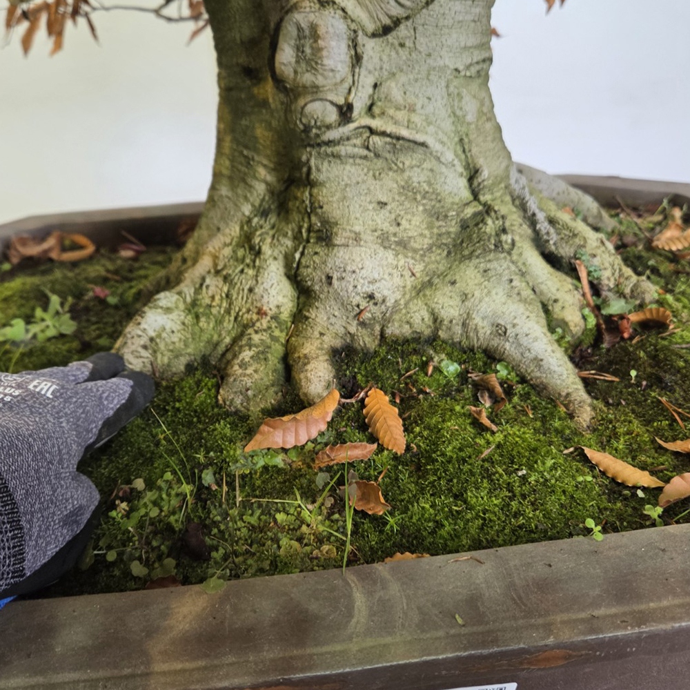 Kültéri bonsai - Fagus crenata