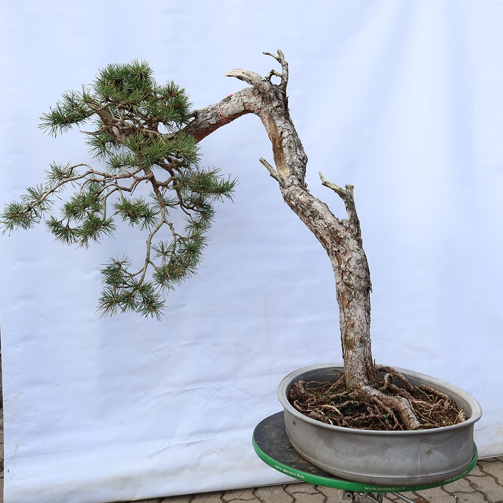 Pinus sylvestris Spanyolország – erdei fenyő