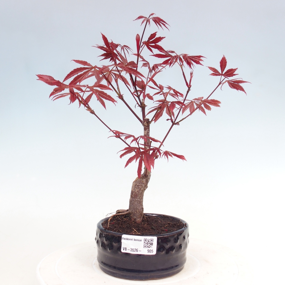 Kültéri bonsai - Acer pálma. Atropurpureum-Javor palmate