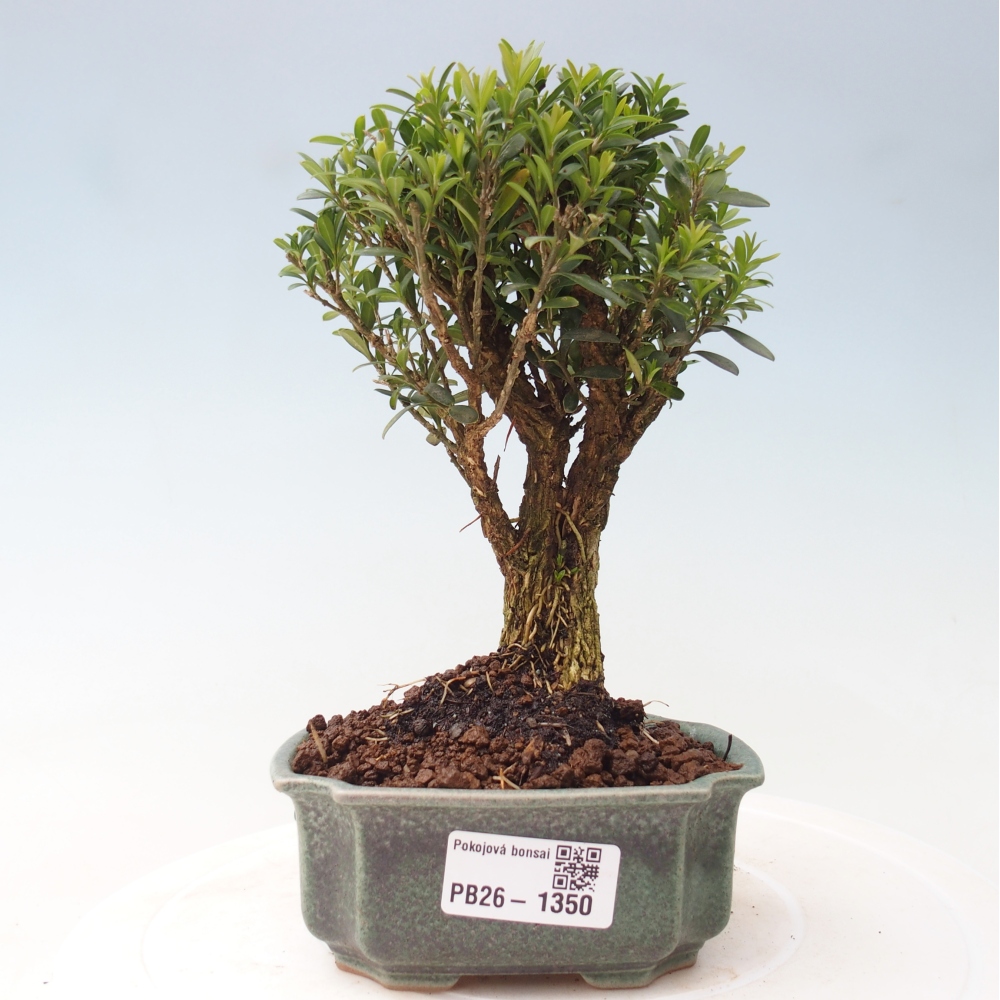 Szobai bonsai - Buxus harlandii - parafa buxus