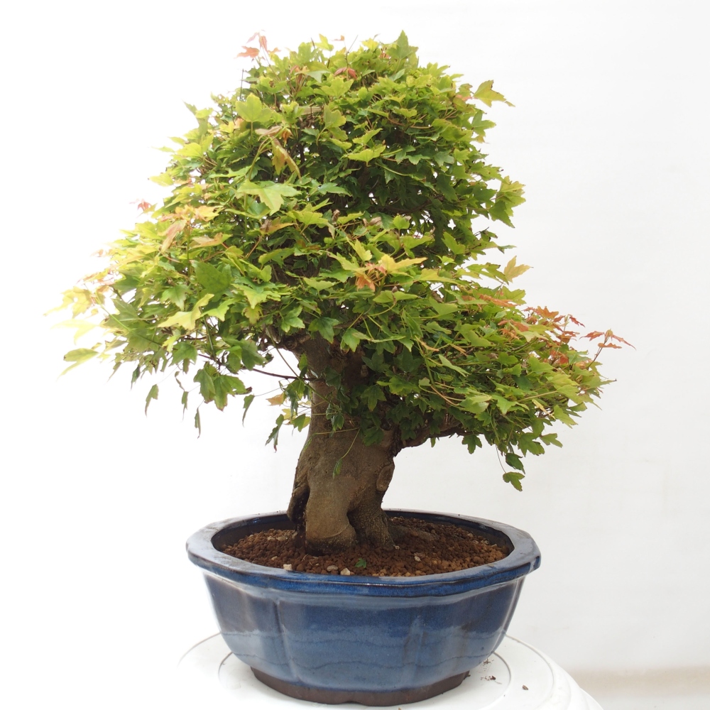 Kültéri bonsai - Acer Buergerianum - Burger juhar