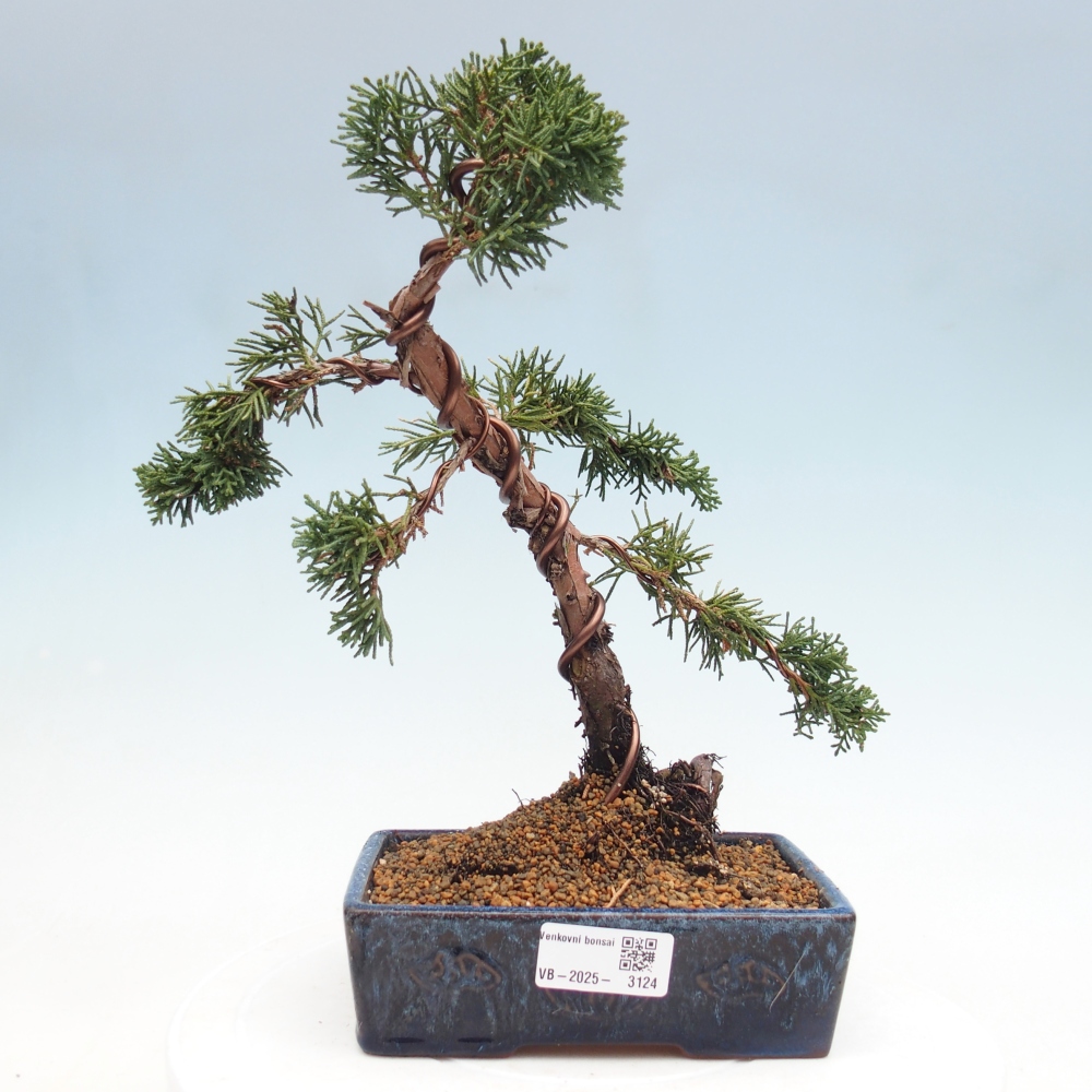 Kültéri bonsai - Juniperus chinensis Kishu