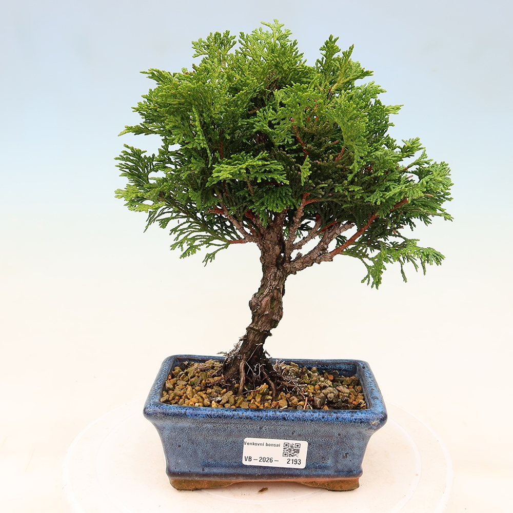 Kültéri bonsai - Cham.pis obtusa Nana Gracilis - ciprus