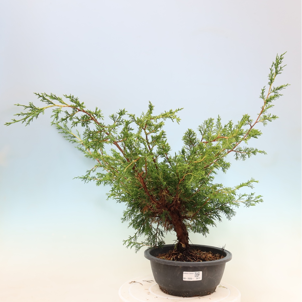 Kültéri bonsai - Juniperus chinensis Itoigawa