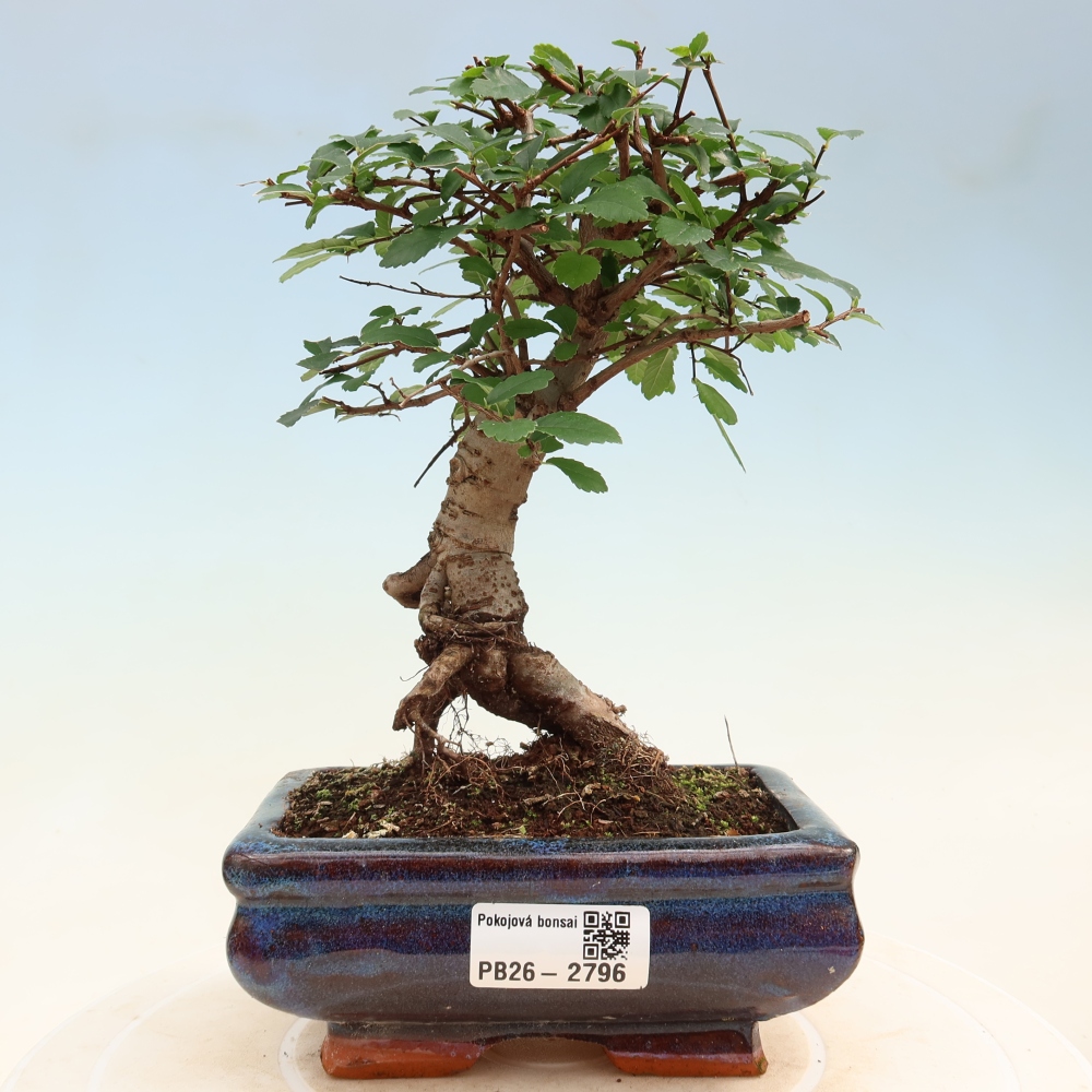 Szobai bonsai - Ulmus parvifolia - Kislevelű szilfa