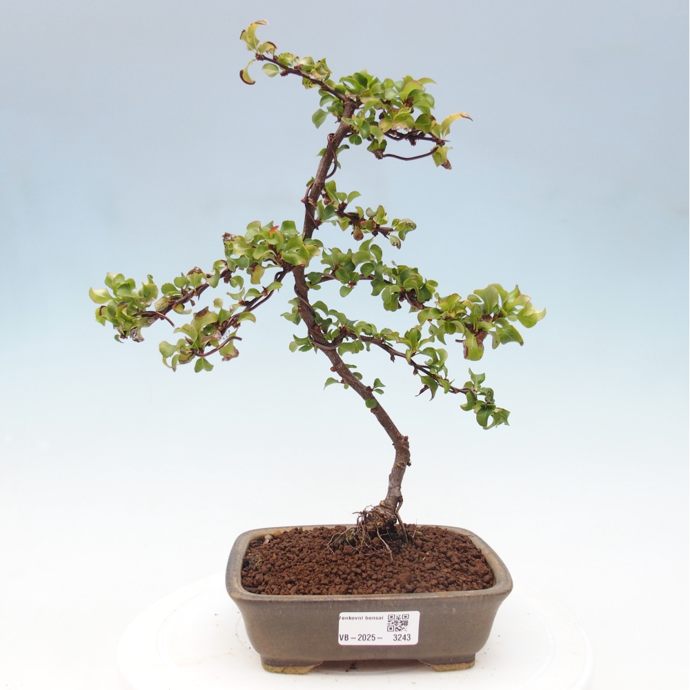 Kültéri bonsai - Chaneomeles s. Red Joy - birs