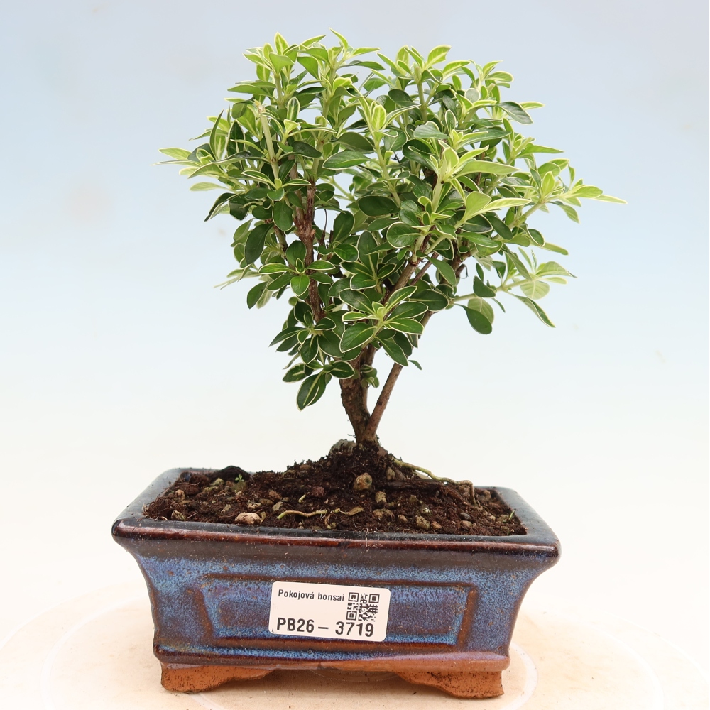 Szobai bonsai - Serissa foetida Variegata - Az ezer csillag fája
