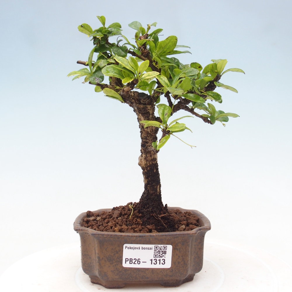 Szobai bonsai - Carmona macrophylla - Tea fuki