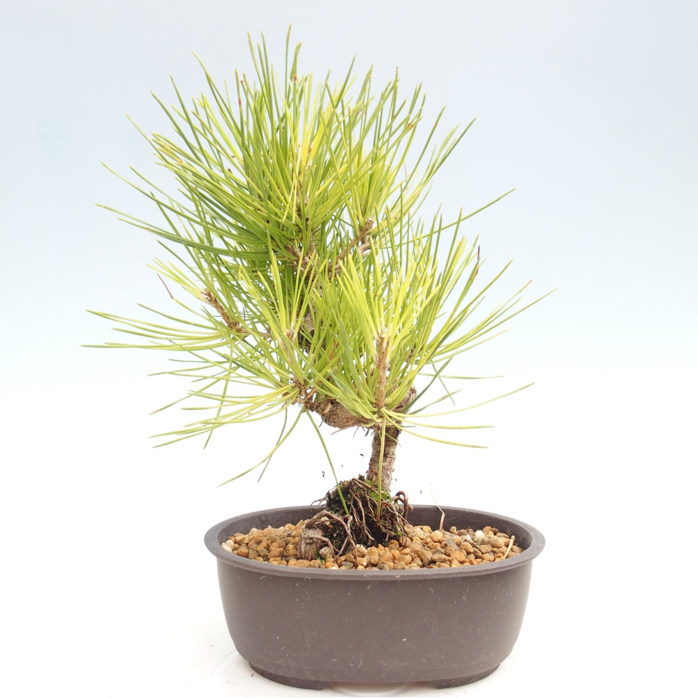 Kültéri bonsai - Pinus thunbergii - Thunberg fenyő