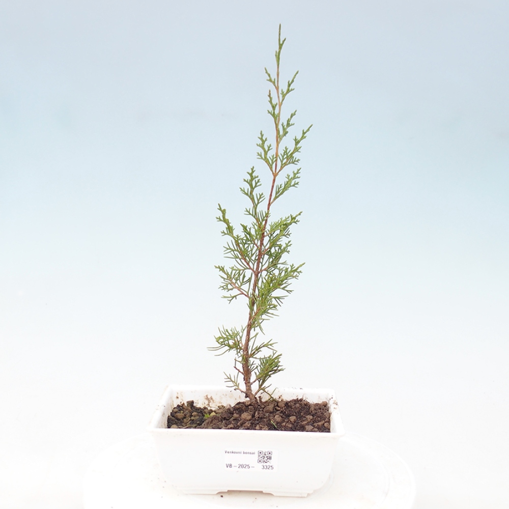 Kültéri bonsai - Juniperus chinensis Itoigawa