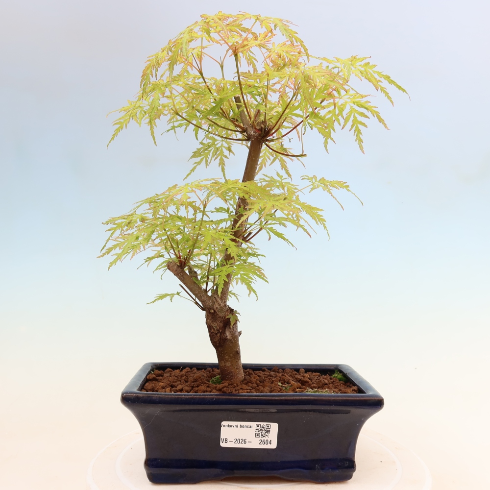 Kültéri bonsai - Acer palmatum Dissectum