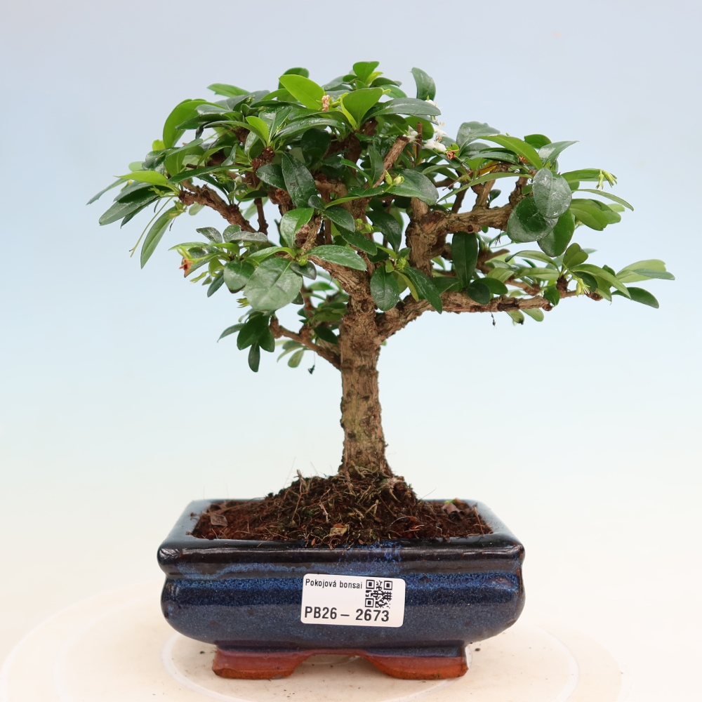 Szobai bonsai - Carmona macrophylla - Tea fuki
