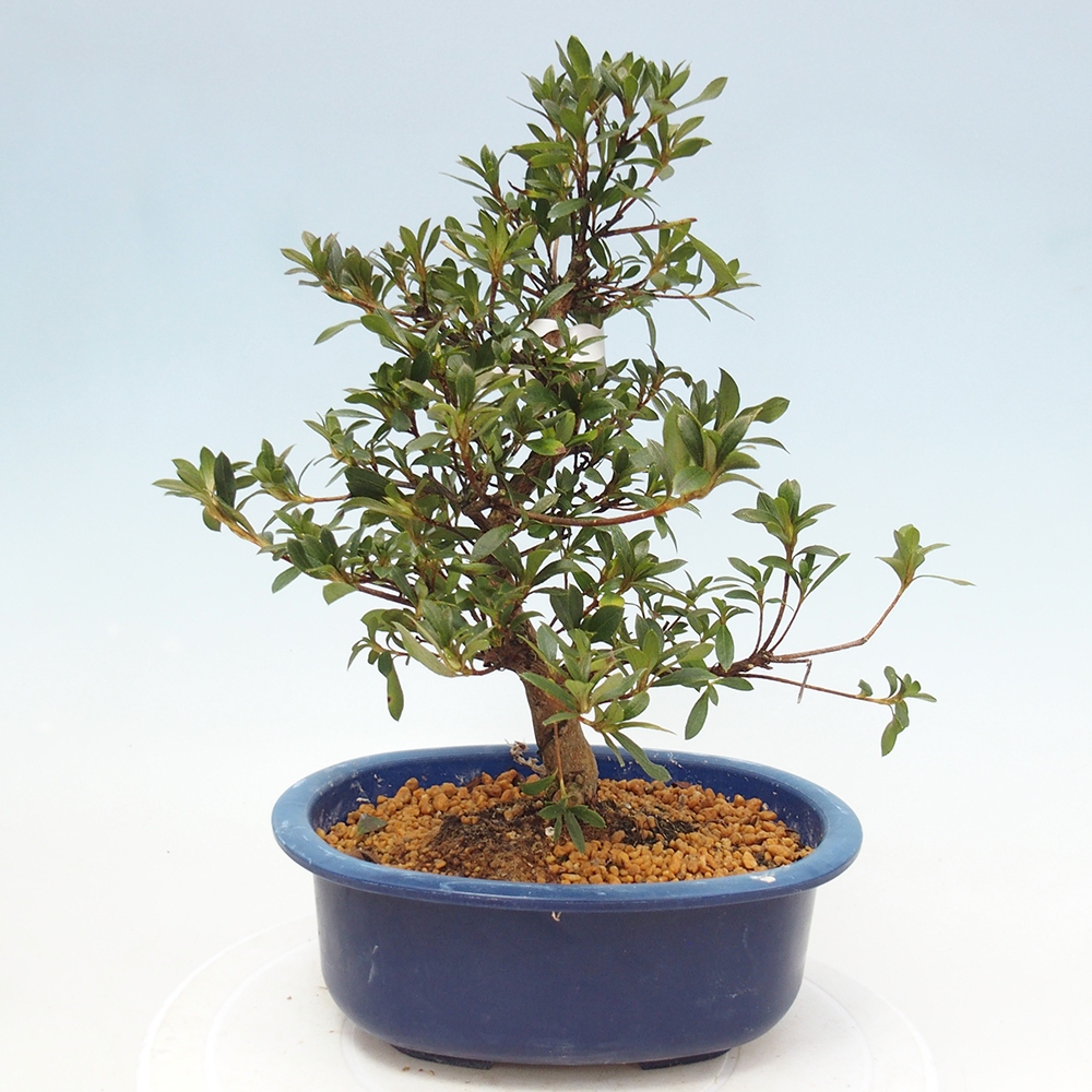Kültéri bonsai - Japán azálea - Azalea Beniko