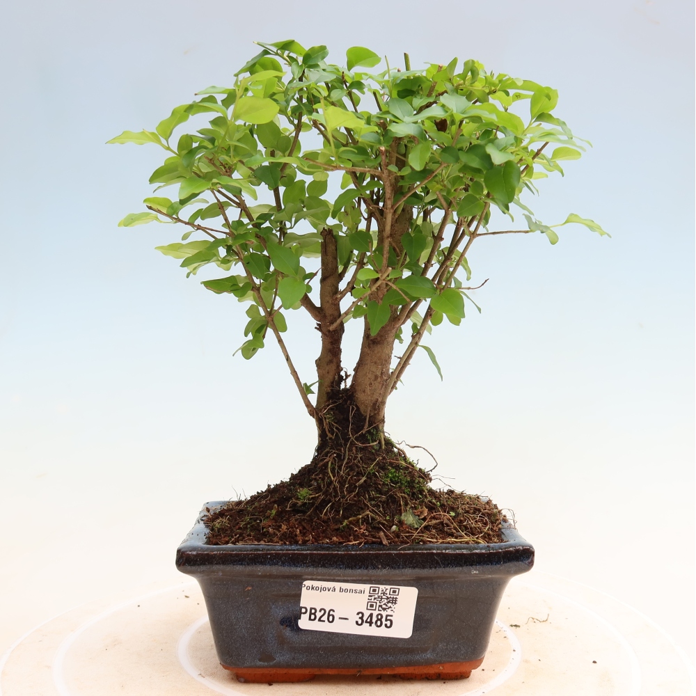 Szobai bonsai -Ligustrum chinensis - Madárcsőr