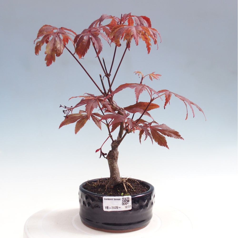Kültéri bonsai - Acer pálma. Atropurpureum-Javor palmate