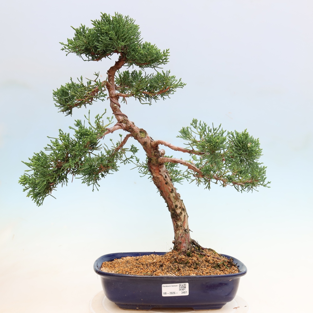 Kültéri bonsai - Juniperus chinensis Kishu