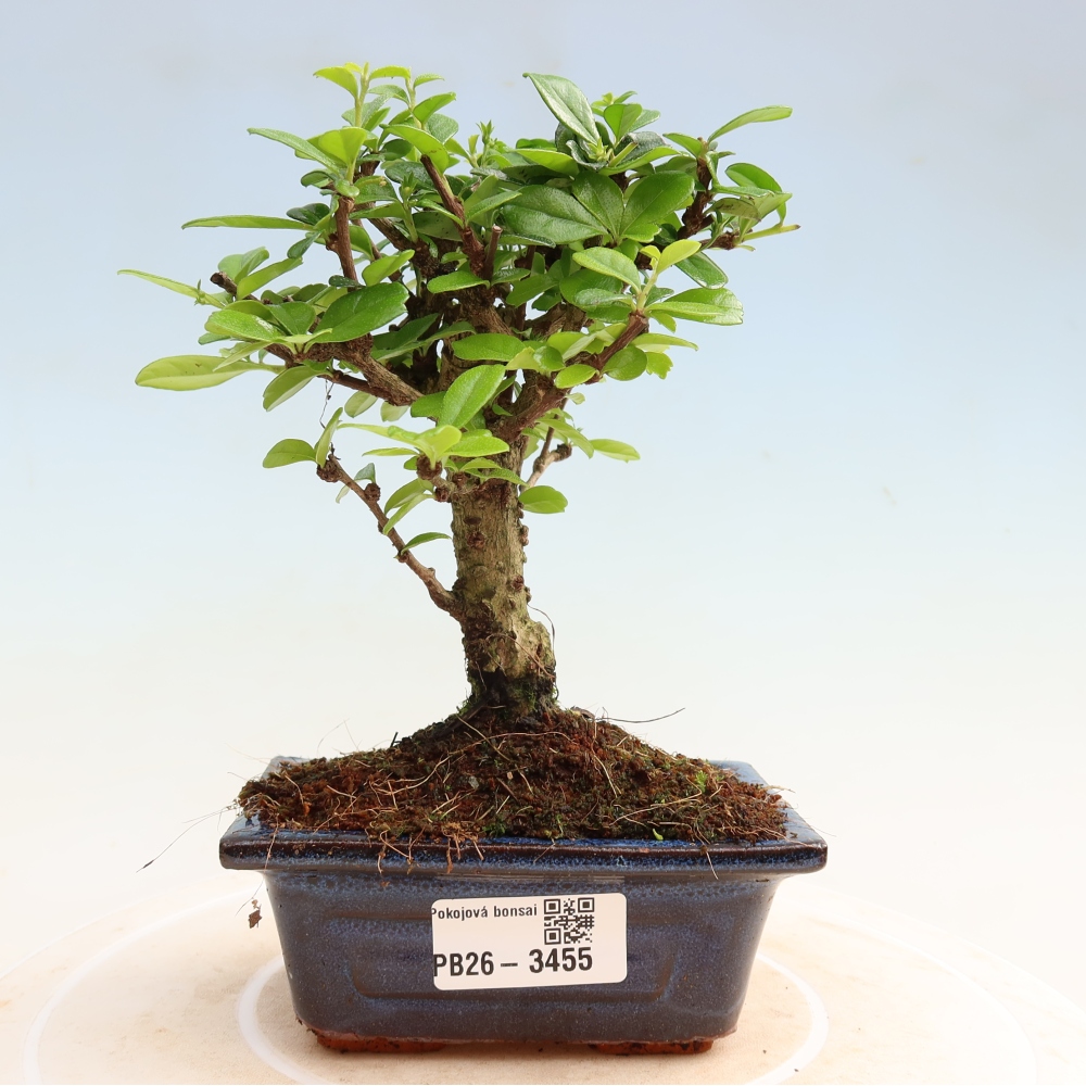 Szobai bonsai - Carmona macrophylla - Tea fuki