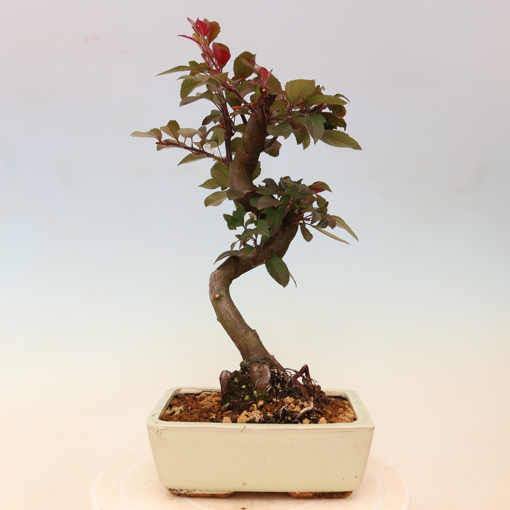 Kültéri bonsai -Malus domestica - Kis gyümölcsű piros levelű almafa