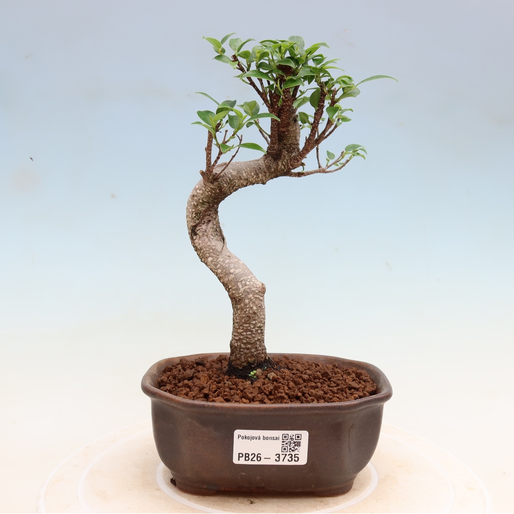 Szobai bonsai - Ficus kimmen - kislevelű fikusz